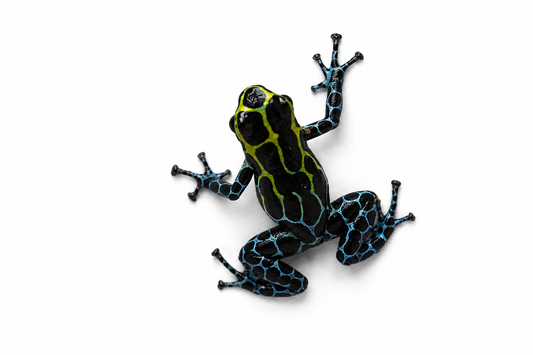 Ranitomeya variabilis “Southern”