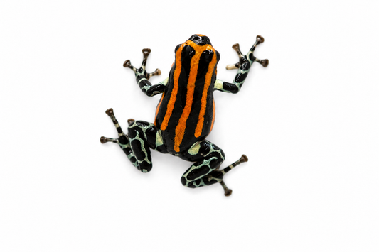 Ranitomeya sirensis “Orange”