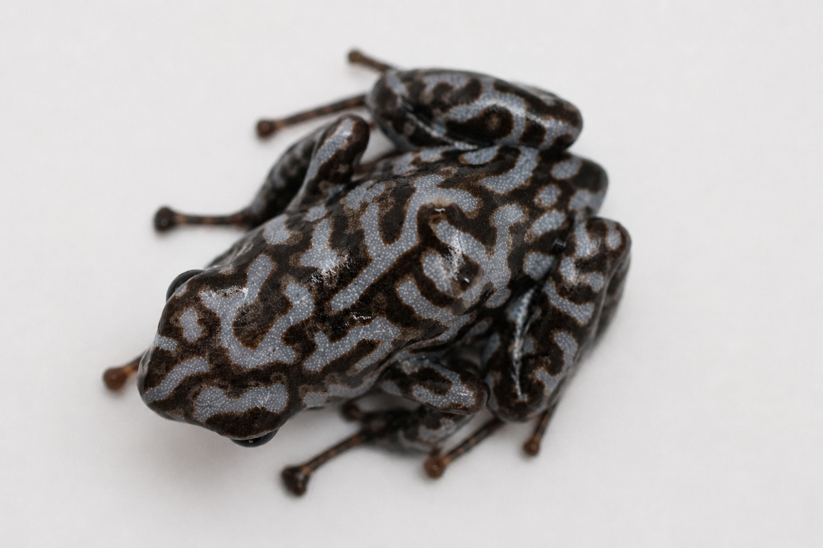Dendrobates auratus “Pena Blanca”