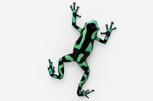 Dendrobates auratus “Nicaraguan Green & Black”