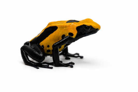 Dendrobates tinctorius Citronella