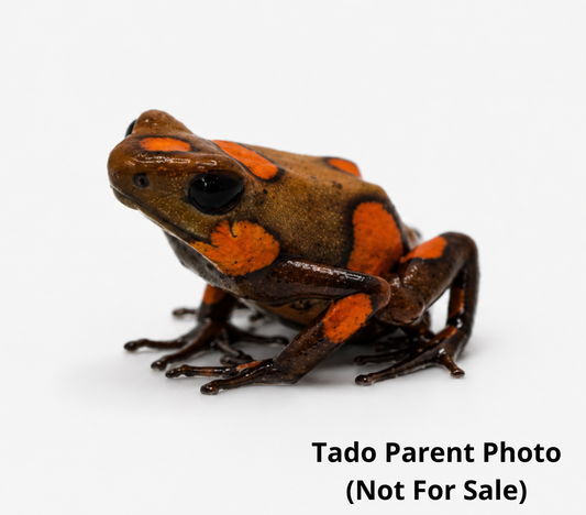 WYSIWYG - Oophaga histrionica “Tado”