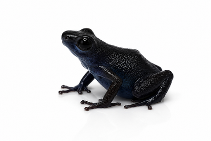 Oophaga pumilio “Cauchero”