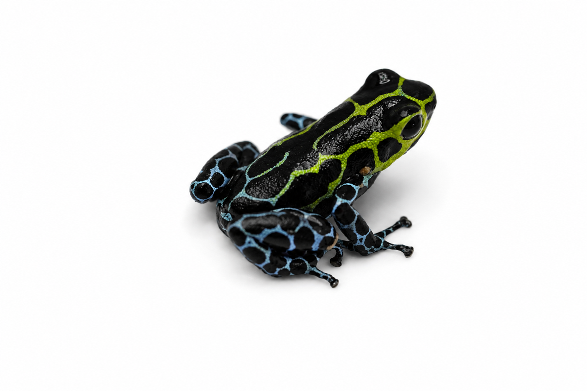 Ranitomeya variabilis “Southern”
