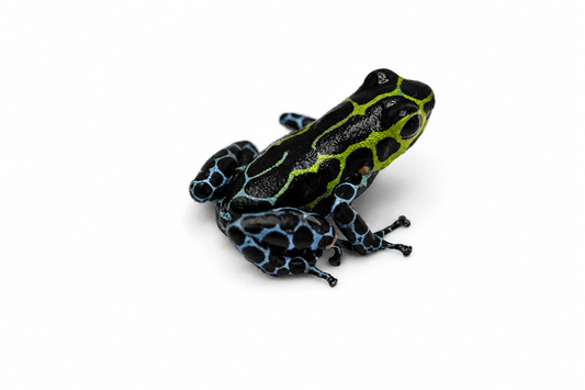 Ranitomeya variabilis “Southern”
