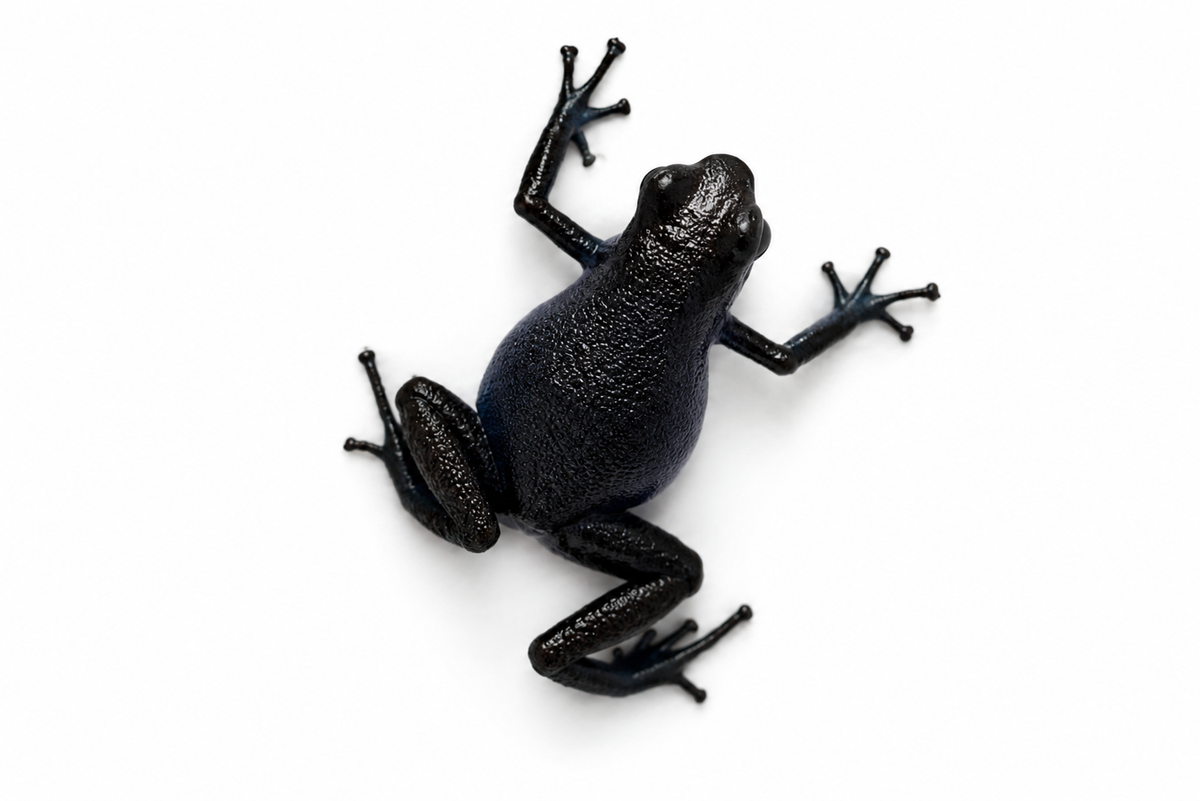 Oophaga pumilio “Cauchero”