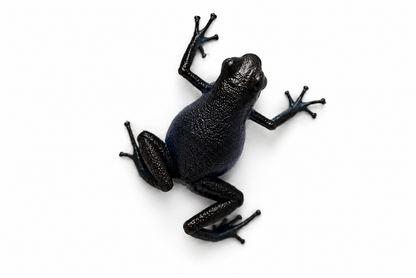 Oophaga pumilio “Cauchero”