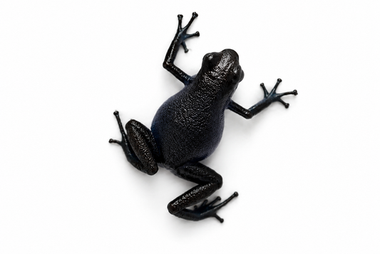 Oophaga pumilio “Cauchero”