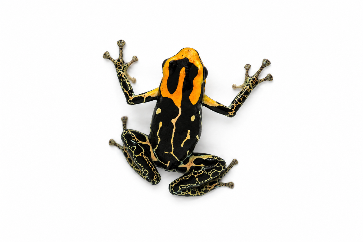 Ranitomeya fantastica “Lowland”