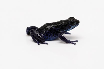 Oophaga pumilio “Rio Colubre”