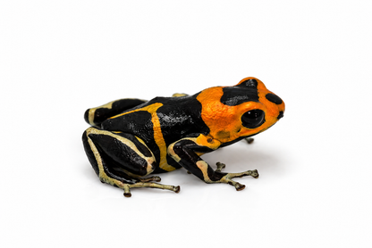 Ranitomeya summersi “White Banded”