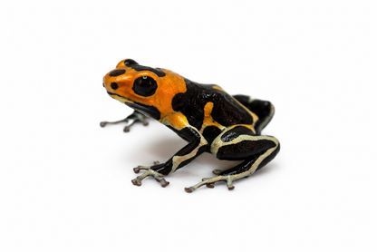 Ranitomeya summersi “White Banded”