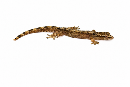 Lepidodactylus lugubris (Mourning Gecko)