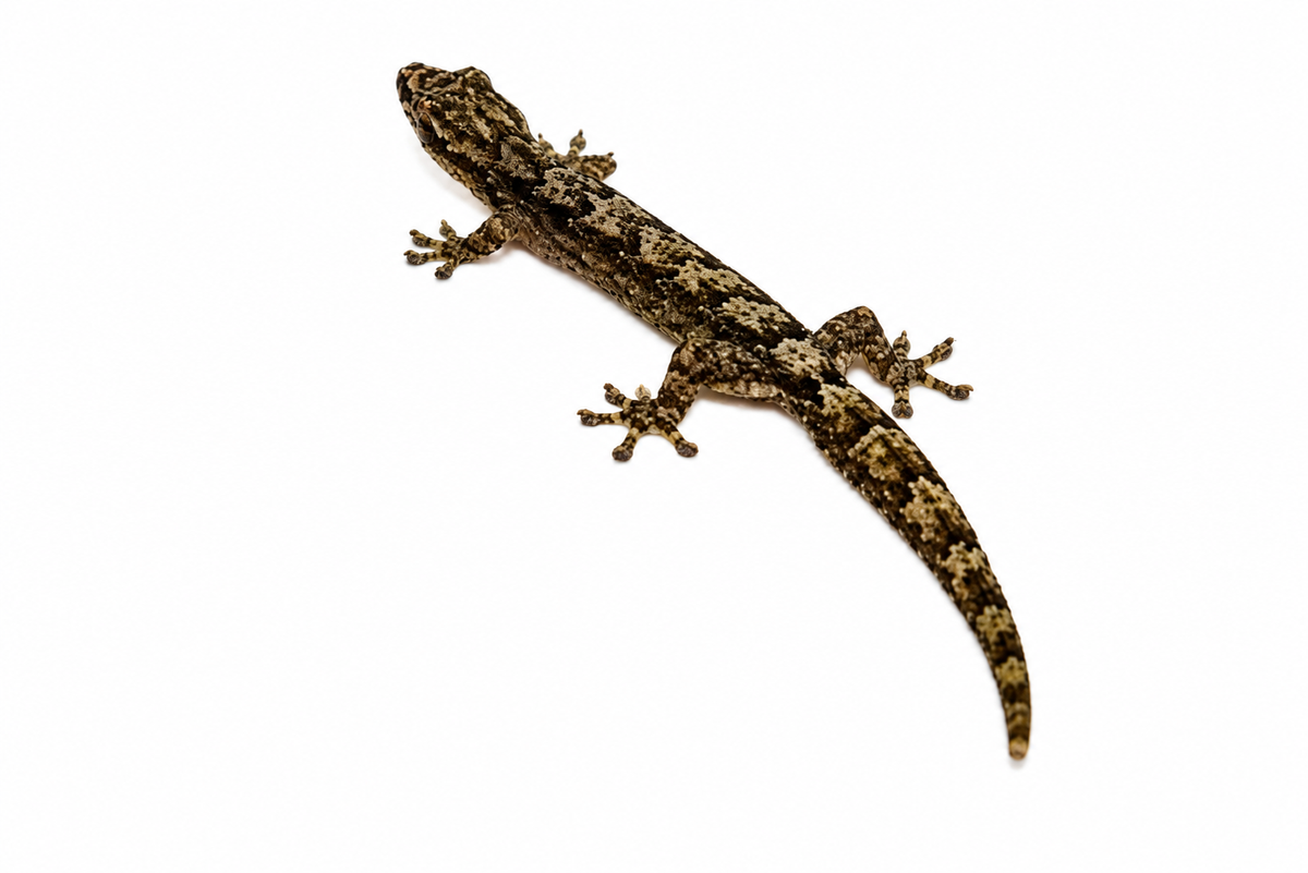 Lepidodactylus lugubris (Mourning Gecko)