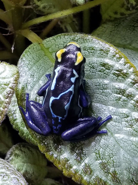 Dendrobates tinctorius “True Sipaliwini”