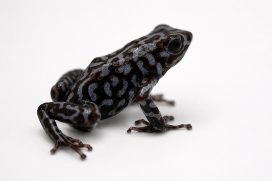 Dendrobates auratus “Pena Blanca”