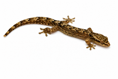Lepidodactylus lugubris (Mourning Gecko)