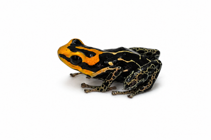 Ranitomeya fantastica “Lowland”