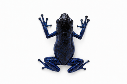 Oophaga pumilio “Rio Colubre”