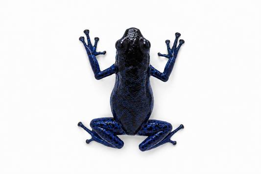 Oophaga pumilio “Rio Colubre”