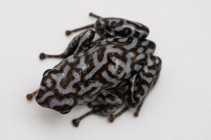 Dendrobates auratus “Pena Blanca”