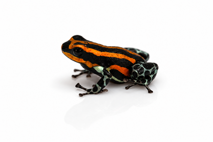 Ranitomeya sirensis “Orange”