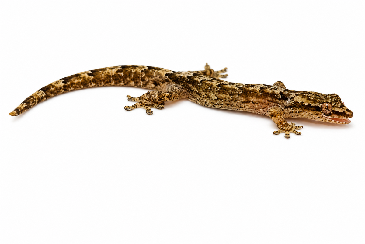 Lepidodactylus lugubris (Mourning Gecko)