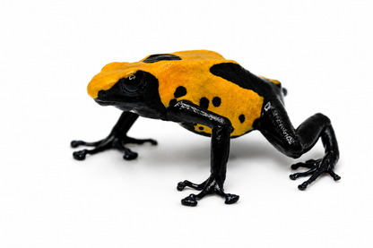 Dendrobates tinctorius Citronella
