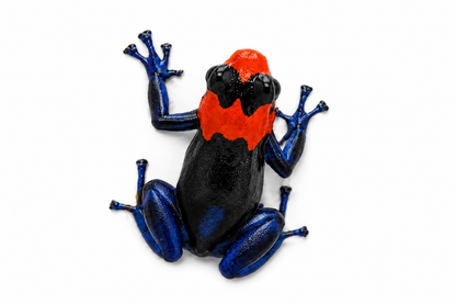 Ranitomeya benedicta “Pampa Hermosa”