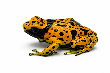 Dendrobates leucomelas “Fine Spot”