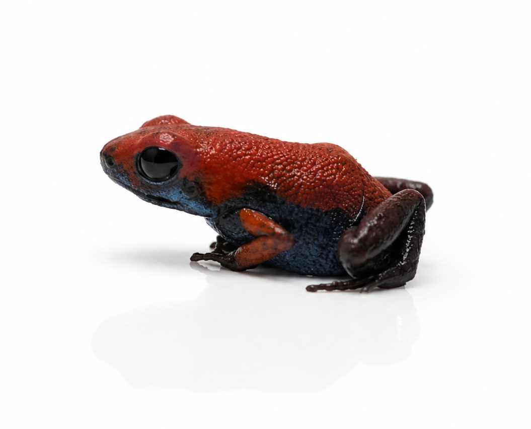 Oophaga pumilio “Escudo”