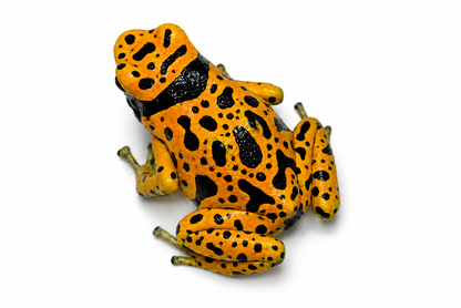 Dendrobates leucomelas “Fine Spot”
