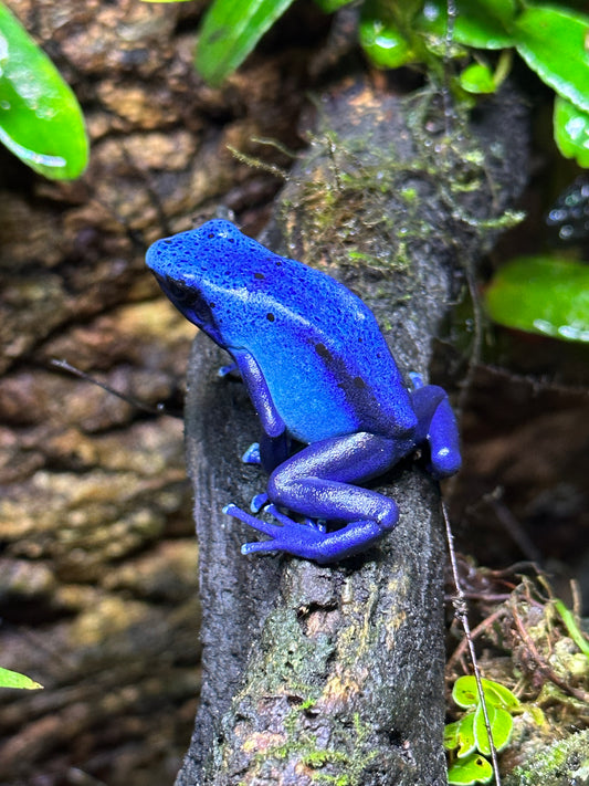 Dendrobates tinctorius “Azureus”