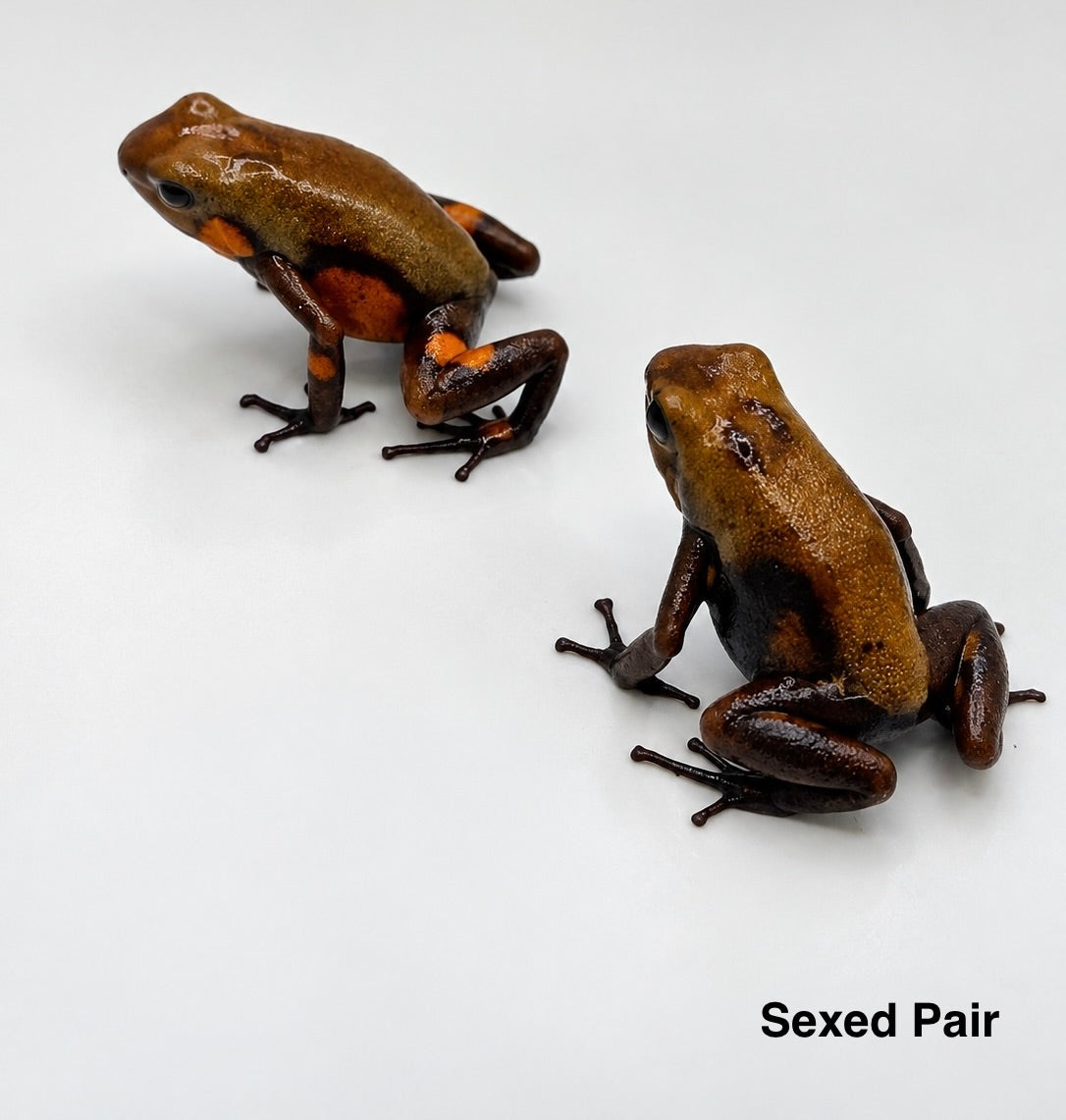 WYSIWYG - Oophaga histrionica “Tado”