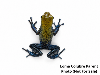 WYSIWYG - Oophaga pumilio “Loma Colubre”