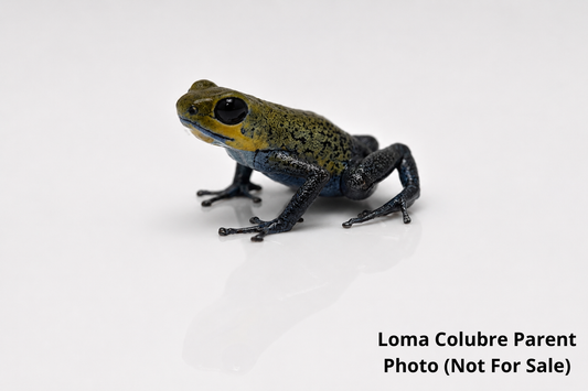 WYSIWYG - Oophaga pumilio “Loma Colubre”