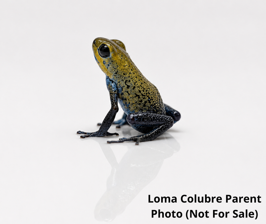 WYSIWYG - Oophaga pumilio “Loma Colubre”