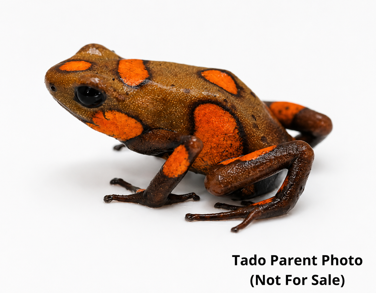 WYSIWYG - Oophaga histrionica “Tado”
