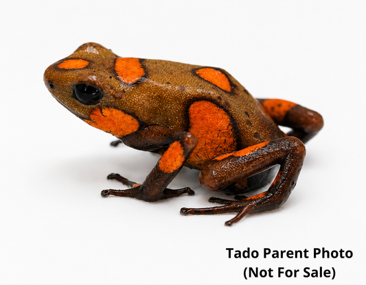 WYSIWYG - Oophaga histrionica “Tado”